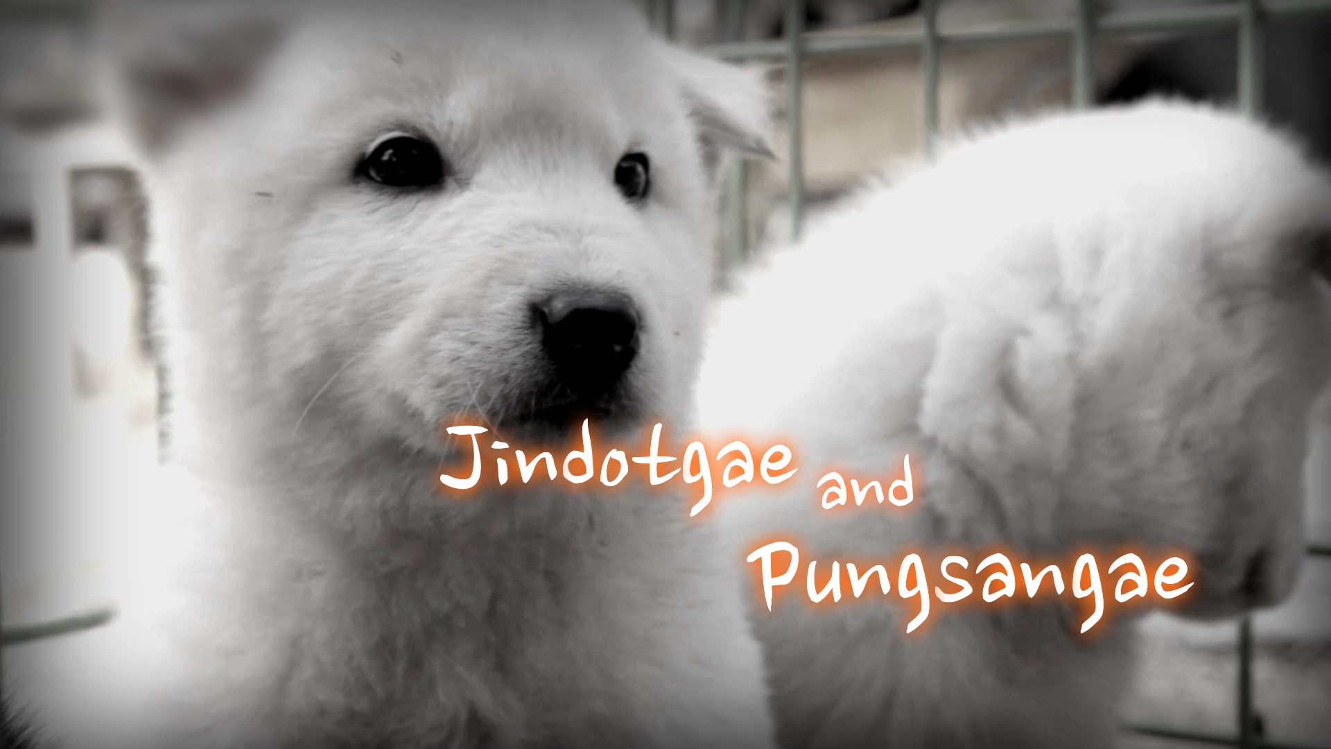 [영문 동영상] Jindotgae and Pungsangae(진돗개와 풍산개)