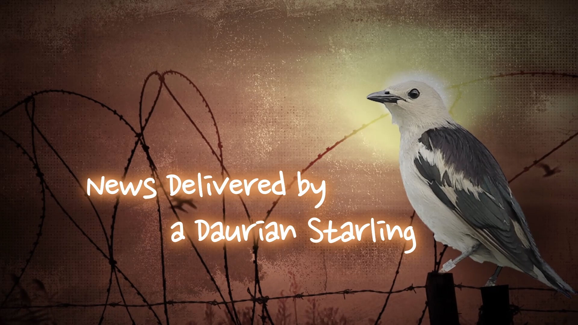 [공감영상] News Delivered by a Daurian Starling (쇠찌르레기가 전해온 소식)